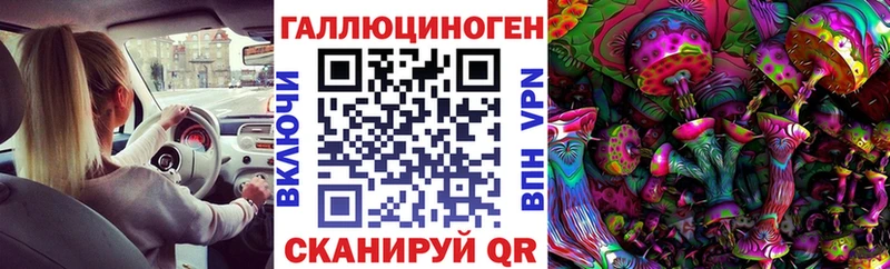 blacksprut как войти Гусиноозёрск Псилоцибиновые грибы Psilocybe